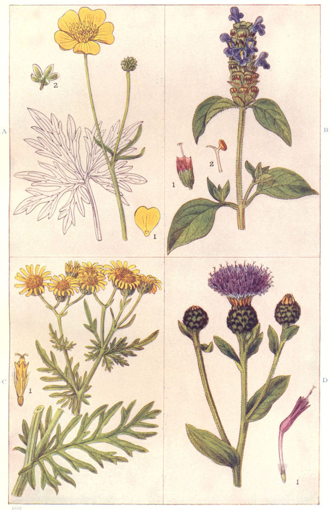 COMMON WEEDS. Upright Buttercup; Self Heal; Ragweed; Knapweed 1912 old print